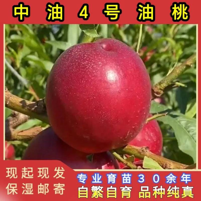 正品中油4号油桃苗大果型油桃品种纯真基地现起现发货
