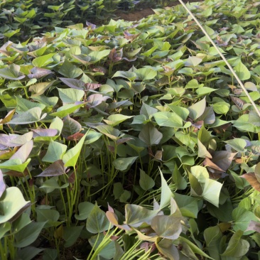 西瓜红脱毒种开始移栽支持视频看货全国发货量大从优
