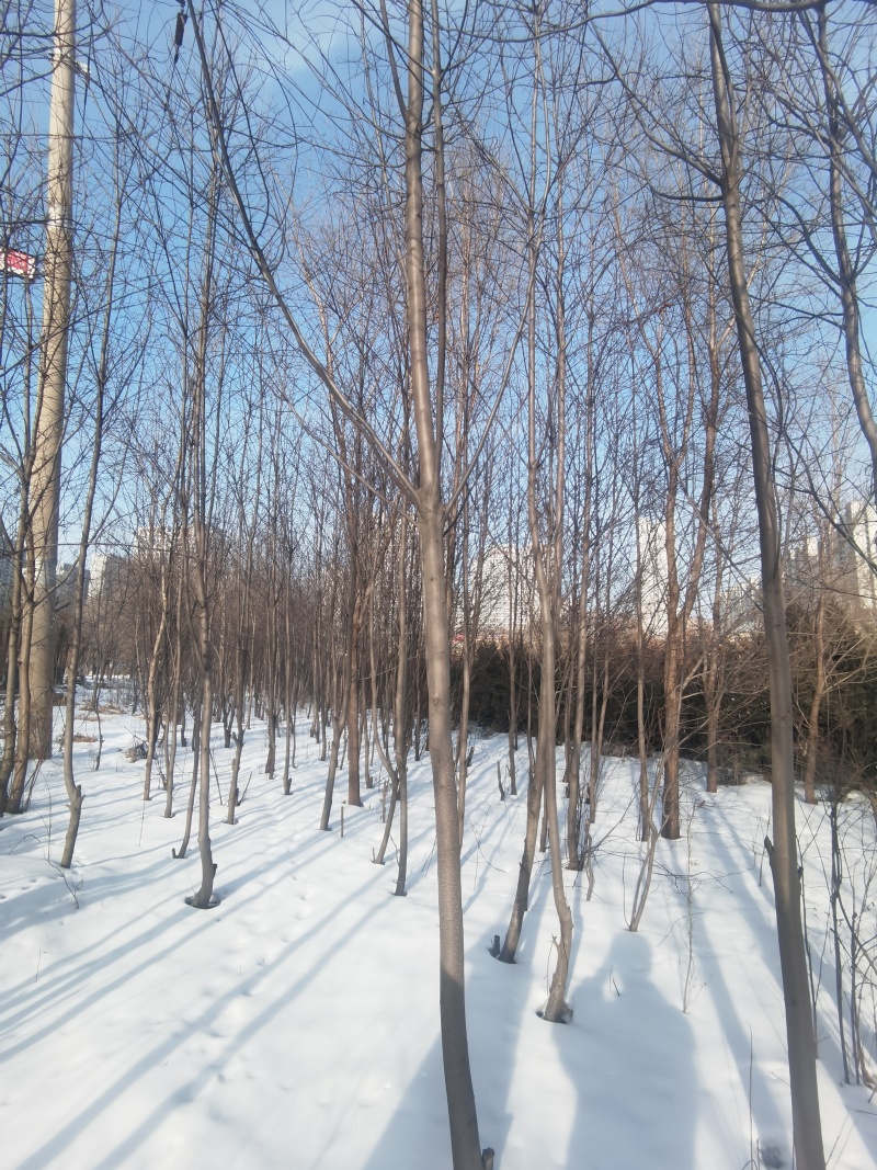 紫叶稠李