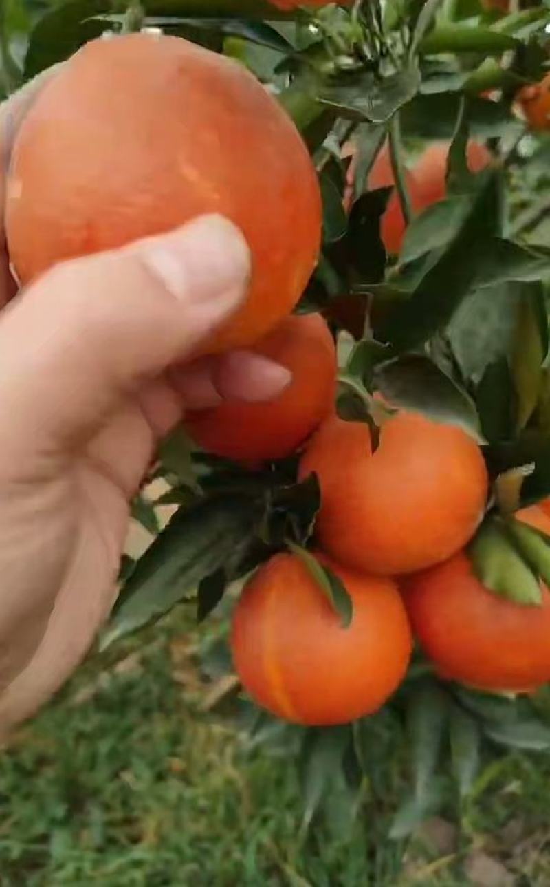 血橙