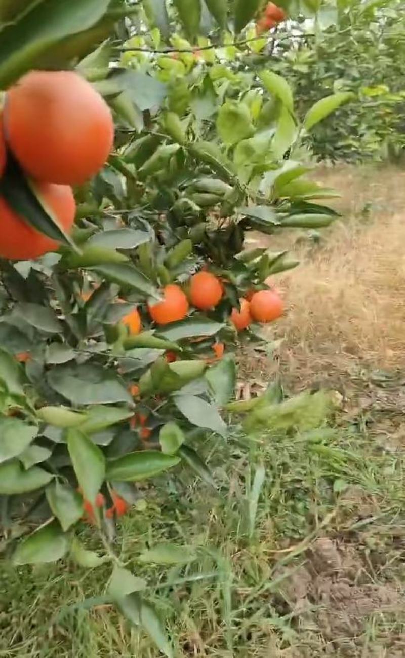 血橙