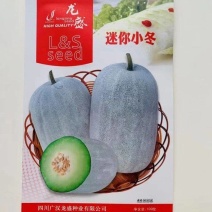白冬瓜种白皮绿肉厚心腔小耐储运小冬瓜种子高产春播冬瓜种