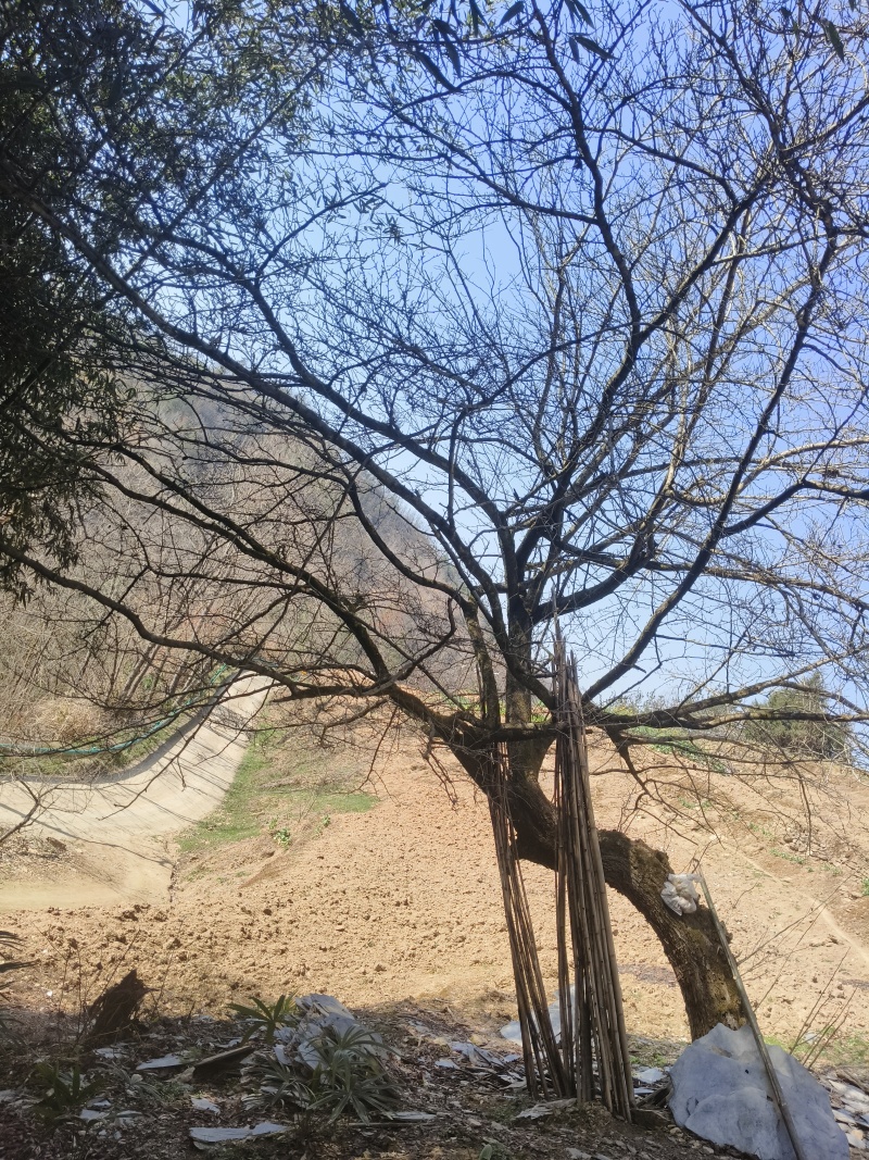 景观树