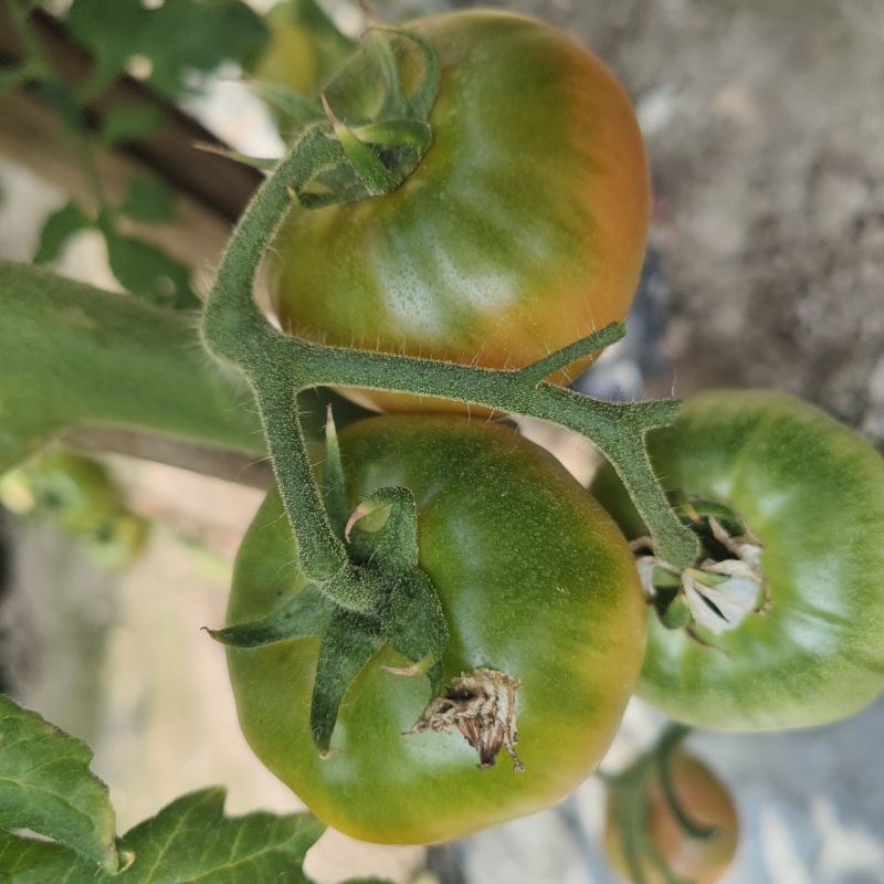 草莓水果西红柿
