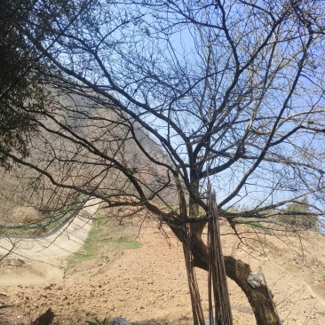景观山楂树