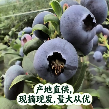 山东蓝莓产地，产地直发，现摘现发，量大从优