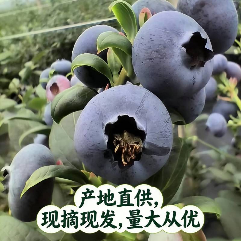 山东蓝莓产地，产地直发，现摘现发，量大从优
