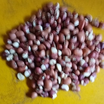 江豆