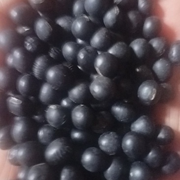黑豆