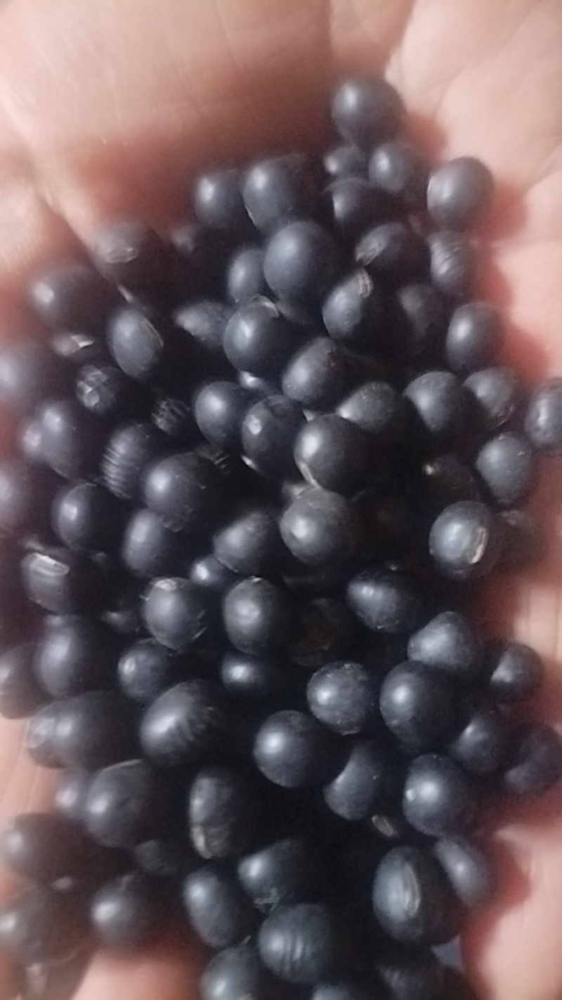 黑豆