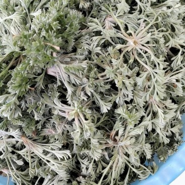 茵陈，鲜茵陈白蒿现挖现发摘干净河南湖北直发，批发