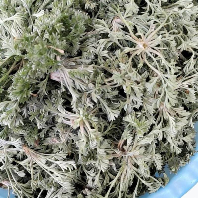 茵陈，鲜茵陈白蒿现挖现发摘干净河南湖北直发，批发