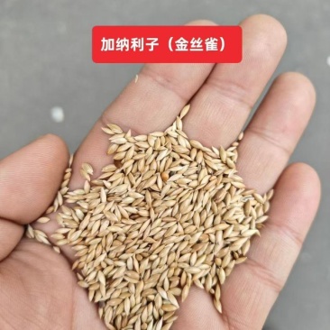 金丝雀