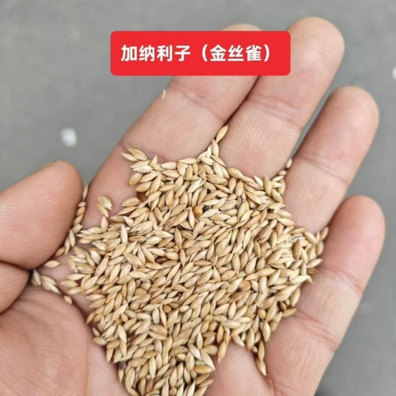 金丝雀