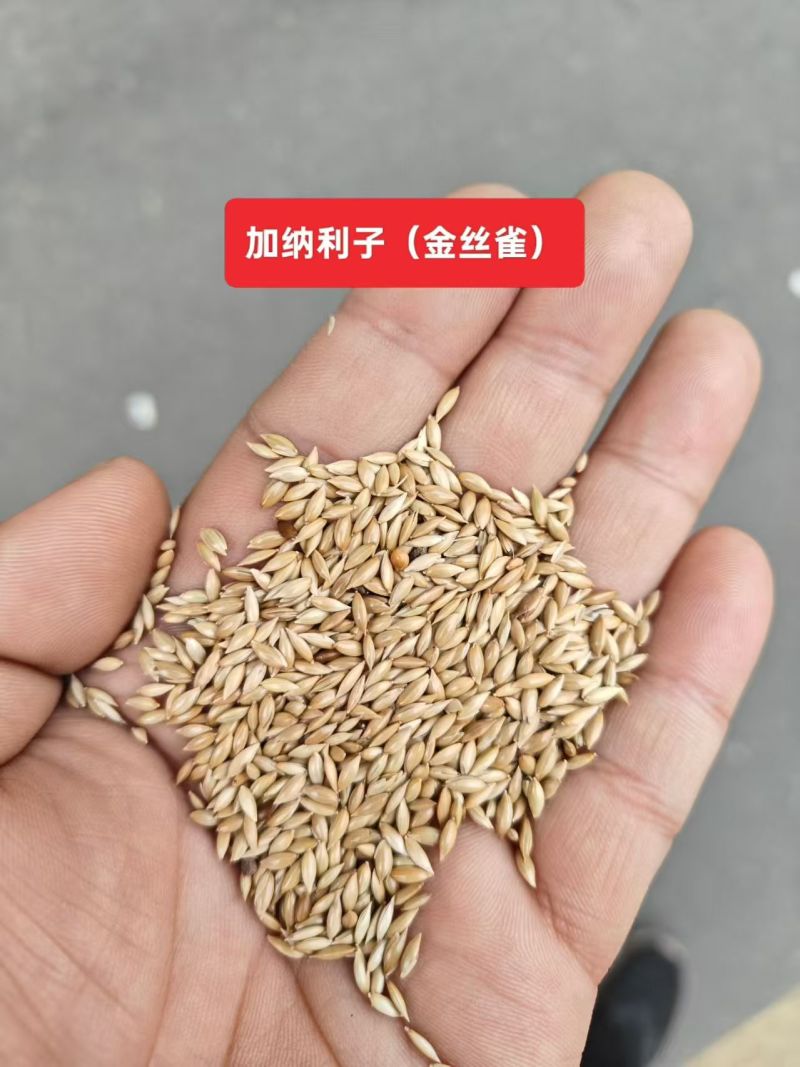 金丝雀