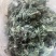 茵陈，鲜茵陈白蒿现挖现发摘干净河南湖北直发，批发