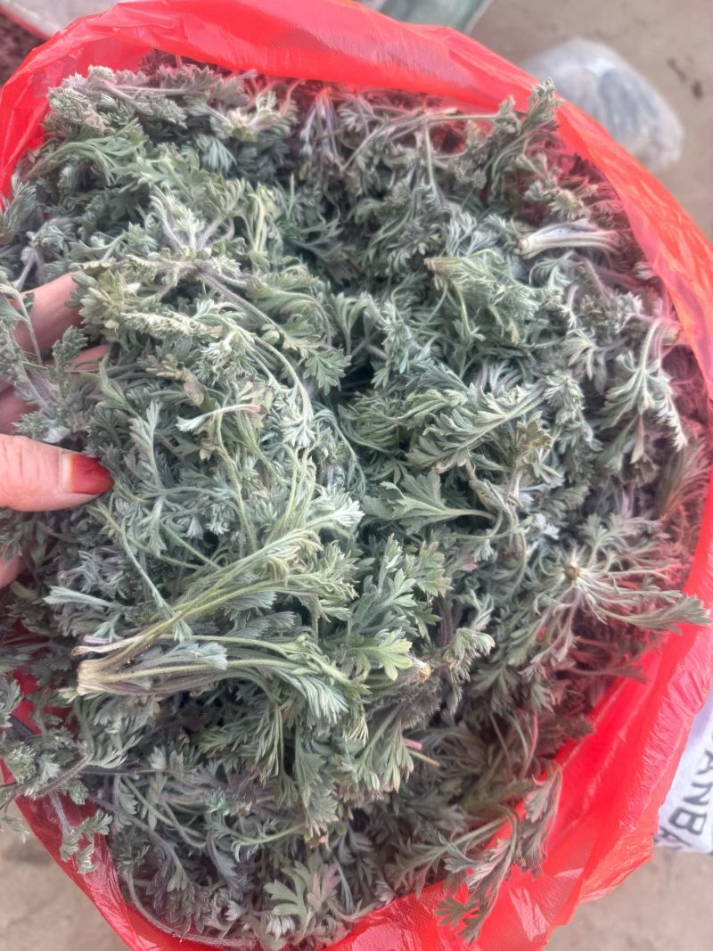茵陈，鲜茵陈白蒿现挖现发摘干净河南湖北直发，批发