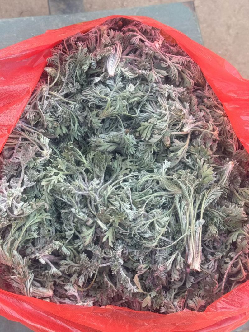 茵陈，鲜茵陈白蒿现挖现发摘干净河南湖北直发，批发