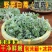 茵陈，鲜茵陈白蒿现挖现发摘干净河南湖北直发，批发