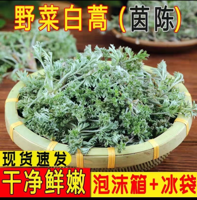 茵陈，鲜茵陈白蒿现挖现发摘干净河南湖北直发，批发