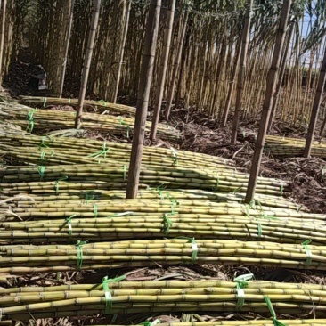 云南黄金甘蔗产地直发精品好货