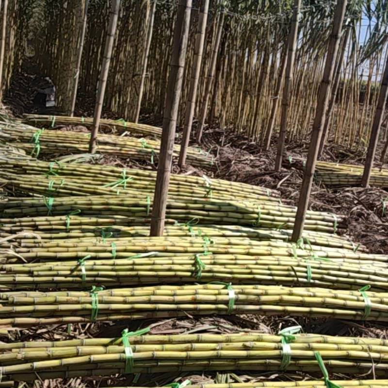 云南黄金甘蔗产地直发精品好货
