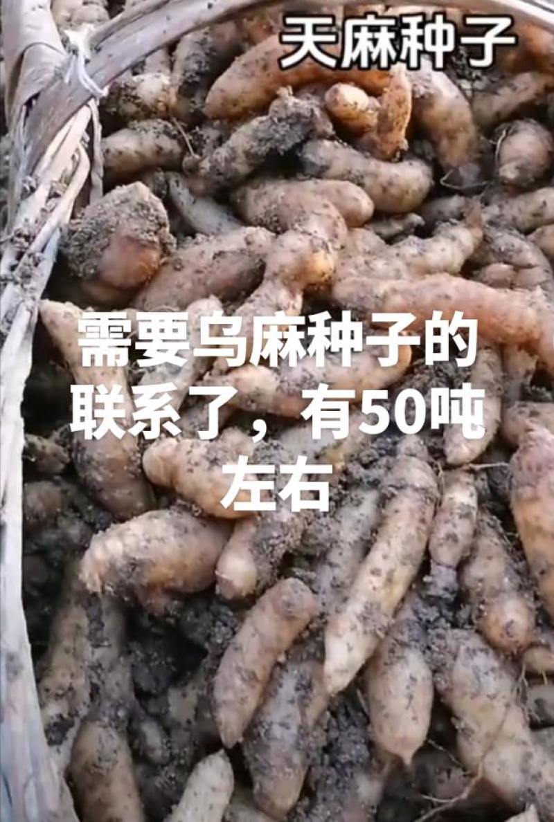 1800米高海拔的乌麻红麻零代种子销售，有50吨，需要的
