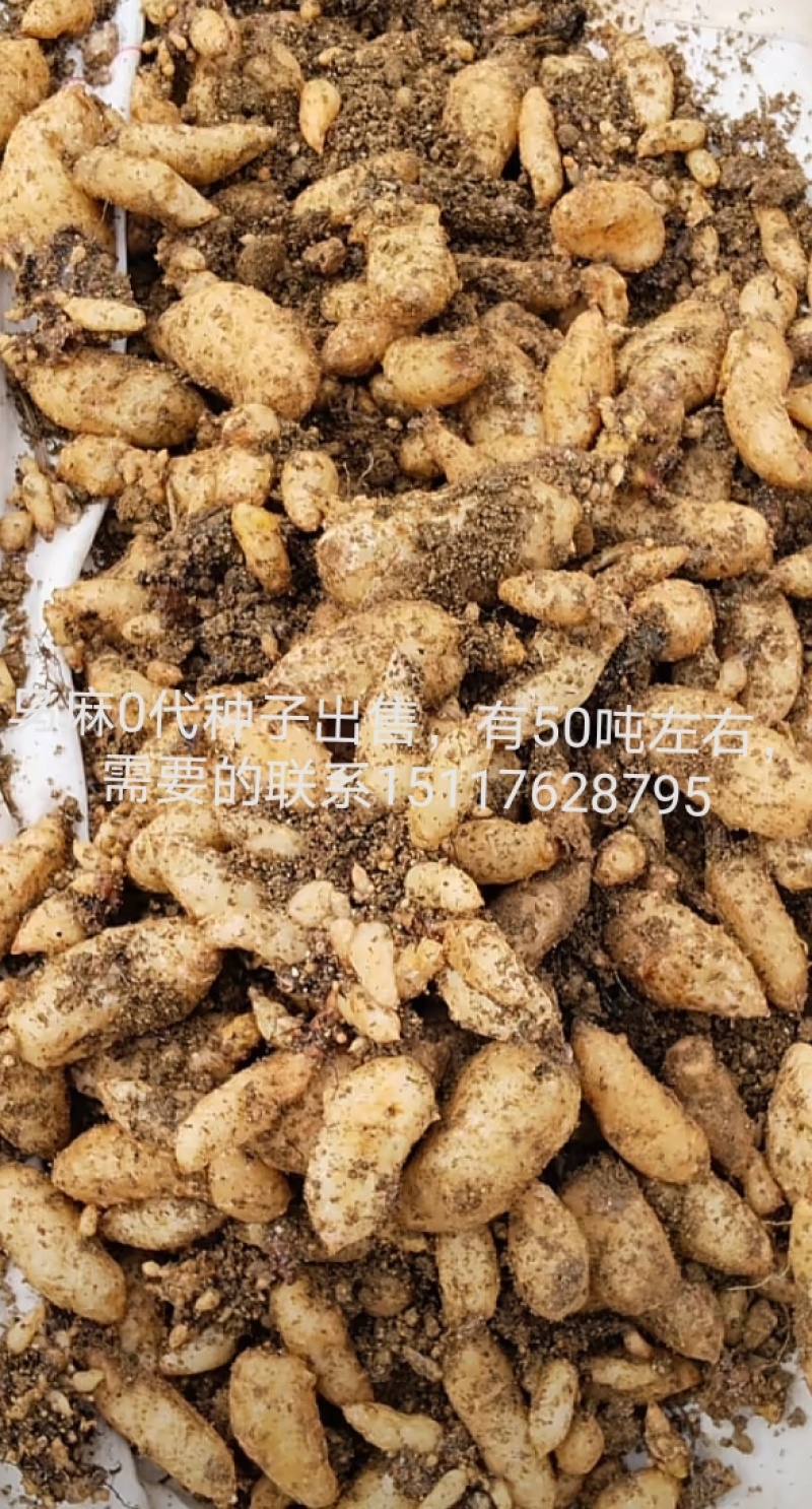 1800米高海拔的乌麻红麻零代种子销售，有50吨，需要的