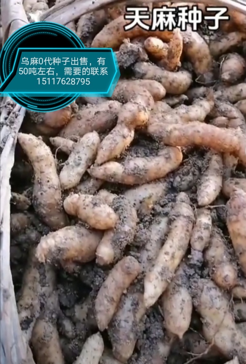 1800米高海拔的乌麻红麻零代种子销售，有50吨，需要的