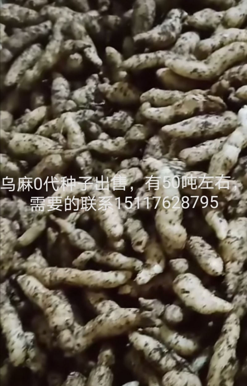1800米高海拔的乌麻红麻零代种子销售，有50吨，需要的
