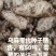 1800米高海拔的乌麻红麻零代种子销售，有50吨，需要的