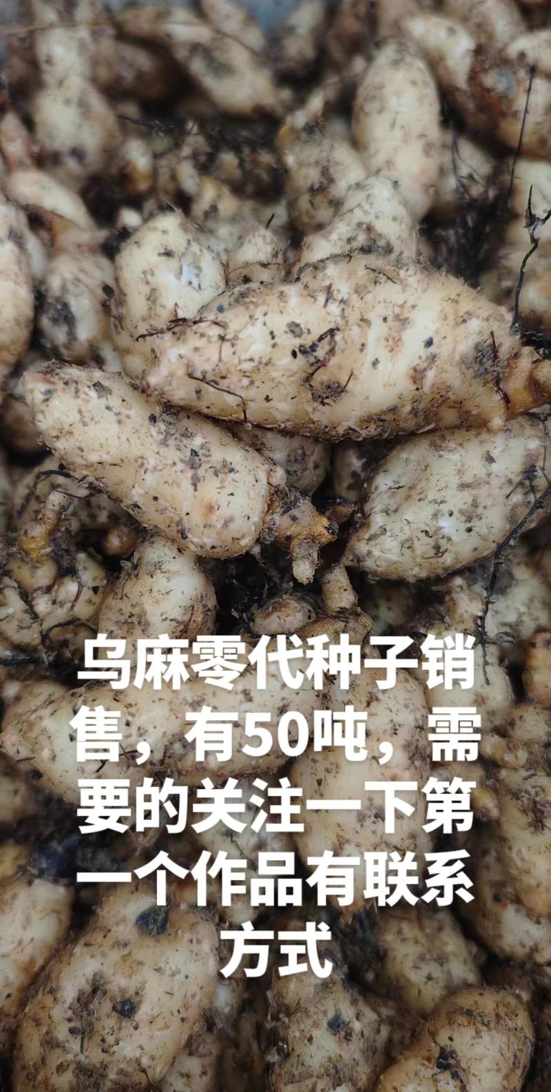 1800米高海拔的乌麻红麻零代种子销售，有50吨，需要的
