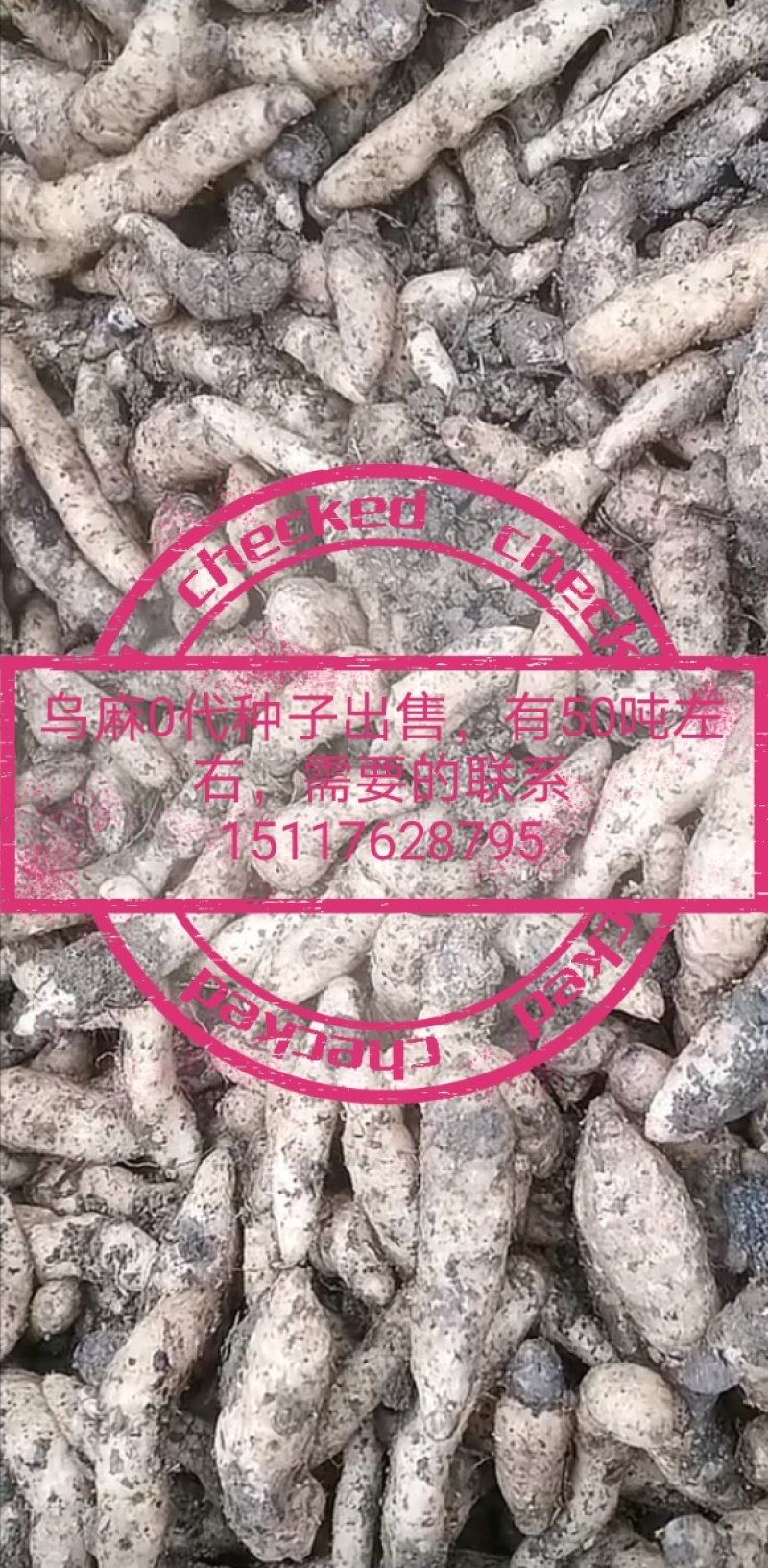 1800米高海拔的乌麻红麻零代种子销售，有50吨，需要的