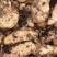 1800米高海拔的乌麻红麻零代种子销售，有50吨，需要的