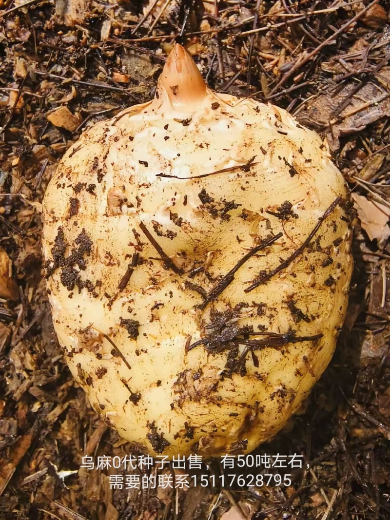 1800米高海拔的乌麻红麻零代种子销售，有50吨，需要的