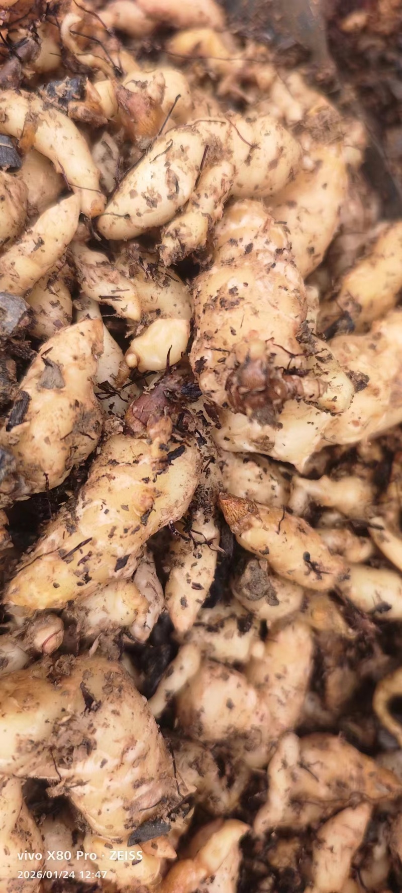 1800米高海拔的乌麻红麻零代种子销售，有50吨，需要的