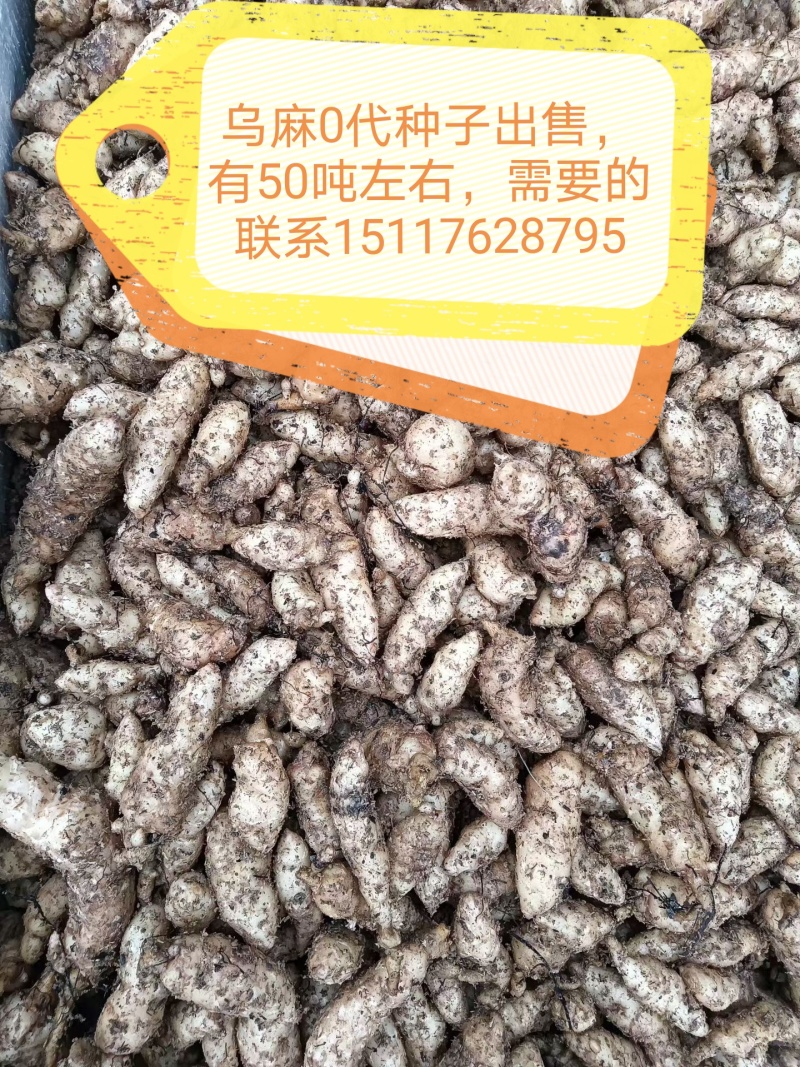 1800米高海拔的乌麻红麻零代种子销售，有50吨，需要的