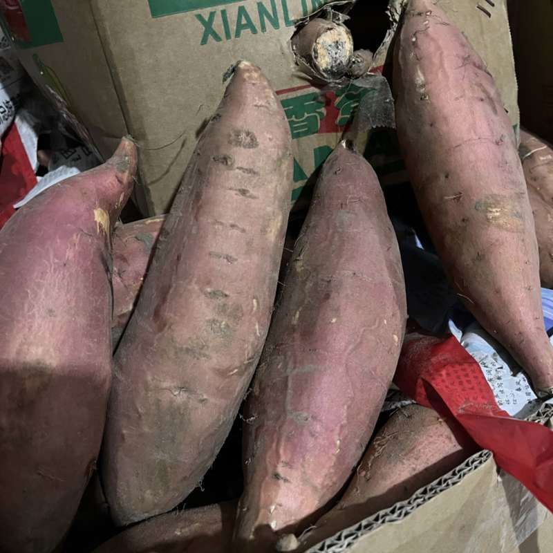 烟薯25