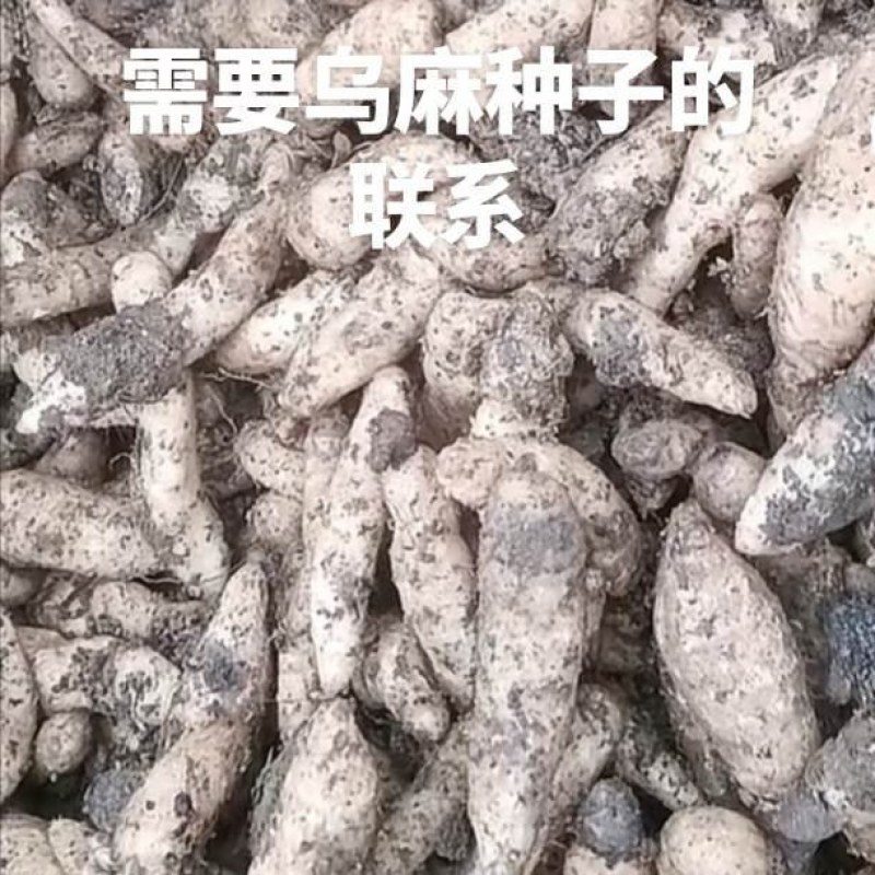 1800米高海拔的乌麻红麻零代种子销售，有50吨，需要的