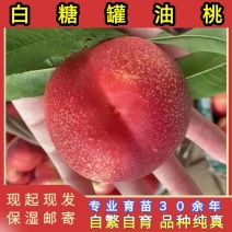 正品白糖罐油桃苗大果型油桃品种纯真树苗基地现起现发