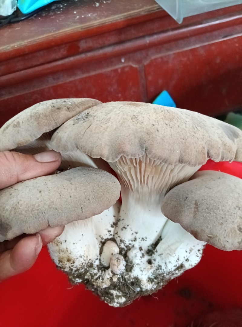 灵芝菇