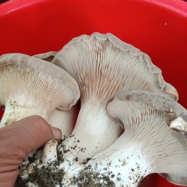 灵芝菇