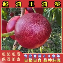 大花超油王桃苗大果型油桃品种纯真基地现起现发货