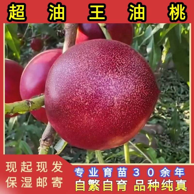 大花超油王桃苗大果型油桃品种纯真基地现起现发货