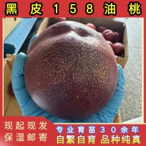 正品黑皮158油桃苗大果型油桃品种纯真基地现起现发
