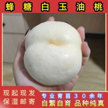 蜂糖白玉油桃苗品种纯真纯甜油桃树苗基地现起现发货