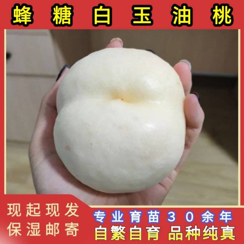 蜂糖白玉油桃苗品种纯真纯甜油桃树苗基地现起现发货