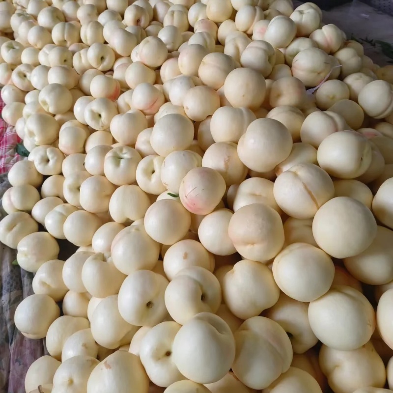 蜂糖白玉油桃苗品种纯真纯甜油桃树苗基地现起现发货