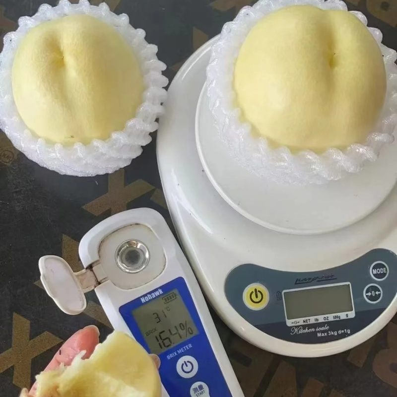 蜂糖白玉油桃苗品种纯真纯甜油桃树苗基地现起现发货