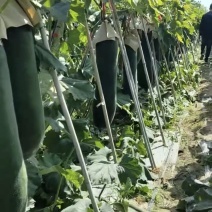 广西黑皮冬瓜吊瓜，瓜型好，质量优，无病无伤，对接全国市场